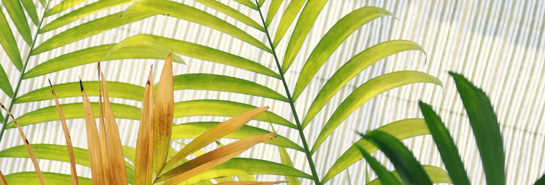 Folhas de uma palmeira.